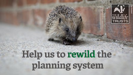 Image of hedgehog - Help us to re-wild the planning system