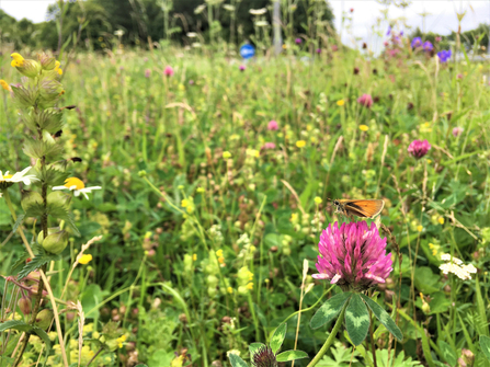 Image of pollinator-friendly planting with native Cumbrian species along the A66 as part of Get Cumbria Buzzing with skipper butterfly