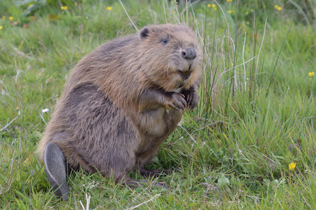 Image of beaver © Nick Upton/Cornwall Wildlife Trust