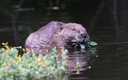 Image of beaver © David Parkyn Cornwall Wildlife Trust