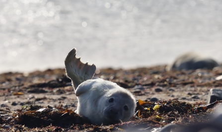 Image of first seal pup at South Walney Nature Reserve 5 October 2020 © Cumbria Wildlife Trust