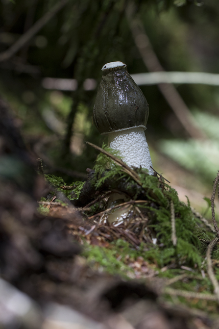 Stinkhorn