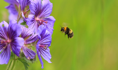 Image of bumblebee © Jon Hawkins/Surrey Hills Photography