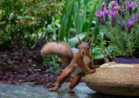 Image of red squirrel 2021 calendar cover © Rosamund Macfarlane