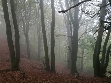 Image of Staveley woodlands © Danni Chalmers