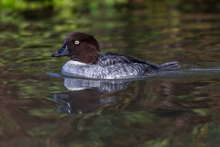 Image of goldeneye (female) © Andy Morffew