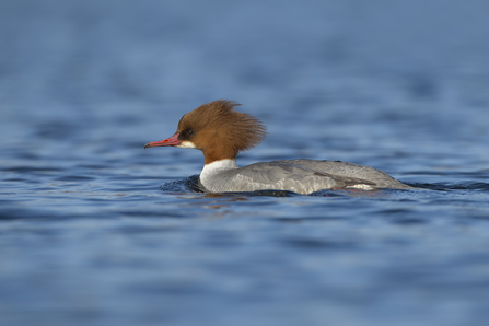 Image of goosander (female) © Richard Steel/2020VISION