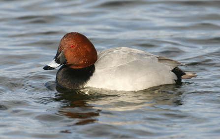 Image of pochard (male) © Tom Marshall