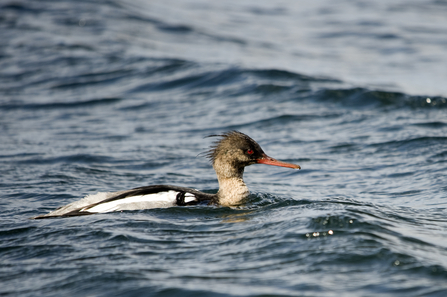 Image of red-breasted merganser (male) © Amy Lewis
