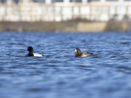 Image of scaup pair © Chris Lawrence