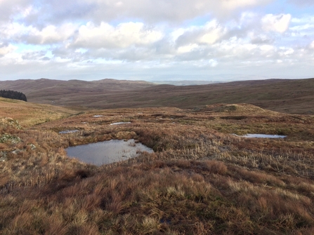 Image of peatland at Shap Fells © Cumbria  Wildlife Trust