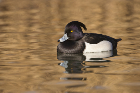 Image of tufted duck (male) © Guy Edwards/2020VISION