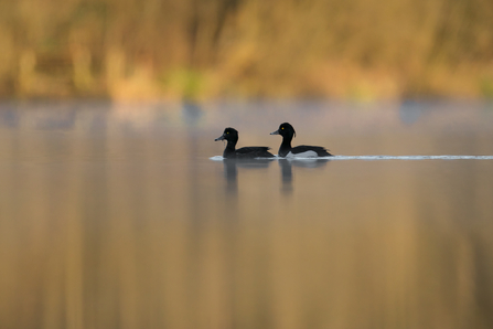 Image of tufted ducks © Jon Hawkins - Surrey Hills Photography