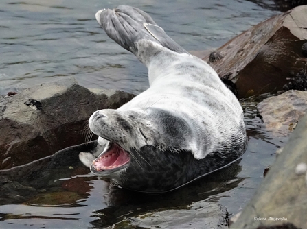 Yawning weaned pup that has completed its first moult ©Sylwia Zbijewska