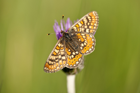 Image of marsh fritillary butterfly © Ross Hoddinott 2020VISION