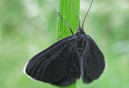 Image of chimney-sweeper moth © Rachel Scopes