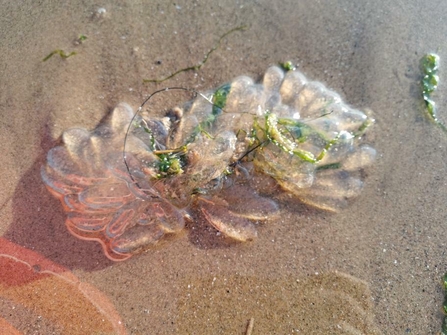 Image of squid eggs off St Bees © Natalie O'Kane