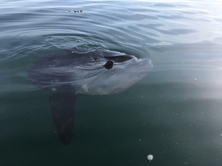 Image of sunfish off St Bees Cumbria © Heather Crompton 