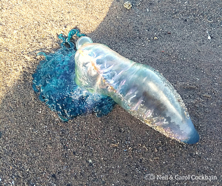 Image of Portuguese Man o' War near Allonby © Neil and Carol Cockbain 