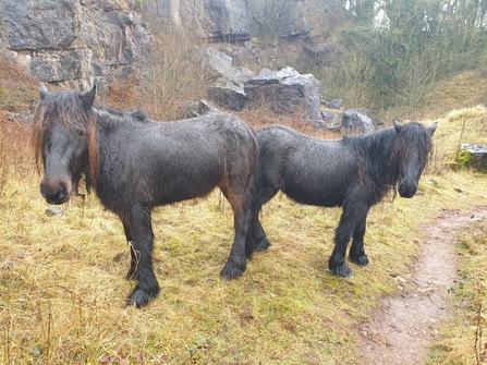 Image of fell ponies at Clints Quarry Nature Reserve © Cumbria Wildlife Trust 