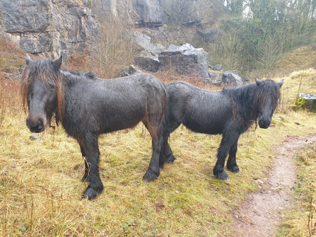 Image of fell ponies at Clints Quarry Nature Reserve © Cumbria Wildlife Trust