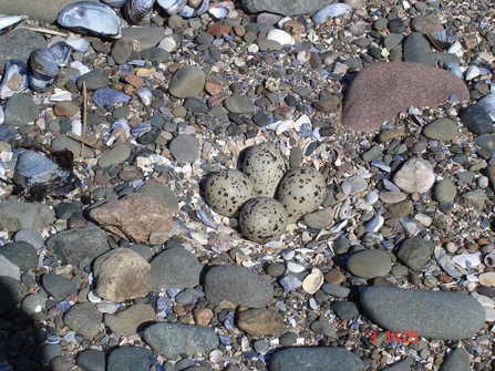 Image of Arctic tern eggs © Duncan Cooke