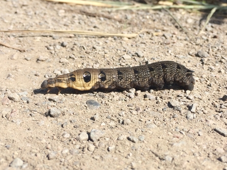 Image of elephant hawkmoth caterpillar credit Tom Hibbert