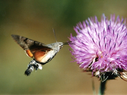 Image of hummingbird hawkmoth credit Dave Appleton