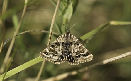 Image of Mother Shipton moth credit Janet Packham