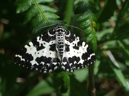 Image of argent and sable moth credit Martin Chadwick