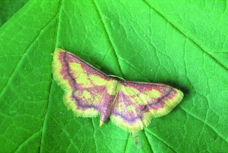 Image of purple bordered gold moth credit Cumbria Wildlife Trust
