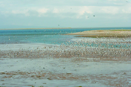 Image of birds at South Walney Nature Reserve © John Attiwell