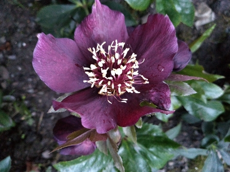 Hellebore. Photo Kevin Line