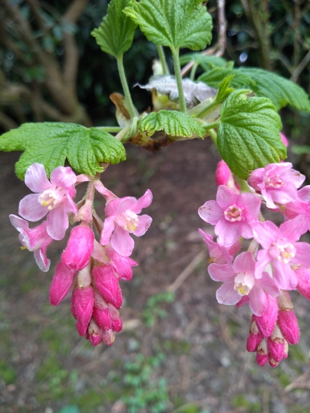 Red flowering currant, Photo Kevin Line