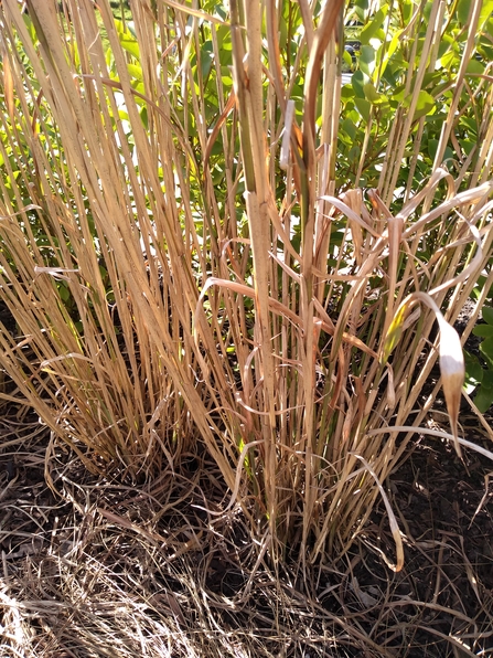 Ornamental grass. Photo Kevin Line