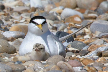 Image of little tern with chick © Margaret Holland