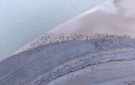 Image of seals at South Walney from drone © Cumbria Wildlife Trust