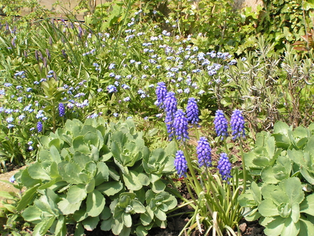 Grape hyacinth. Photo Richard Burkmar