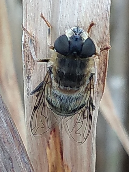 Bee on Miscanthus sinensis photo Kevin Line