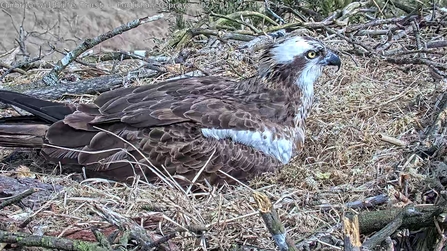 a foulshaw osprey on nest at Foulshaw Moss Nature Reserve