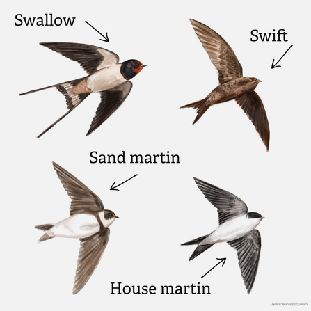 Illustration of swallow swift sand martin and house martin credit Katy Frost