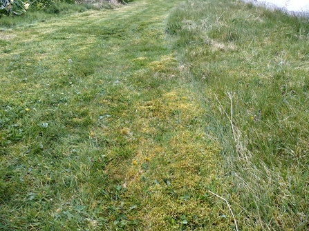 Mown lawn set against untouched sward. Photo Kevin Line.