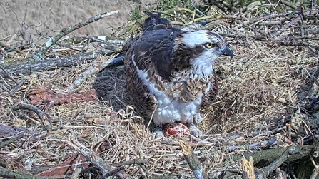 Foulshaw Osprey female sitting on her first egg laid in the nest in 2021