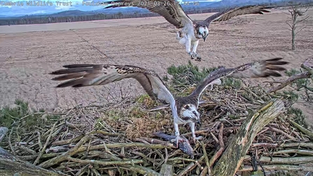 the Foulshaw Ospreys pair land on the nest with a fish