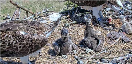 Foulshaw Ospreys two adults and three chicks at feeding time