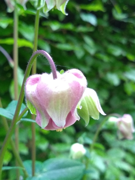 Aquilegia photo Kevin Line