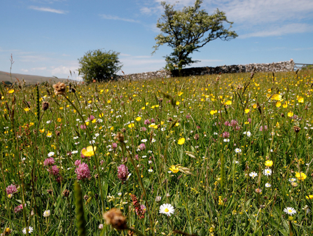 Colourful wildflowers in a field at Bowber Head Farm