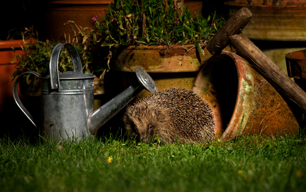 Hedgehog and watering can and plant pots and garden spade - Jon Hawkins Surrey Hills Photography