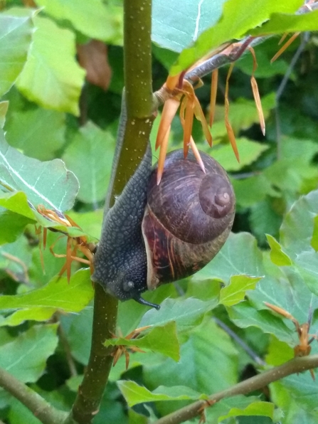 Snail in hedge photo Kevin Line