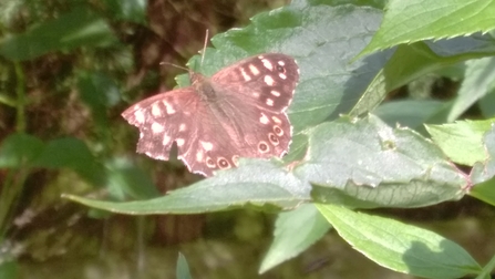 Speckled wood butterfly photo Kevin Line